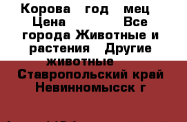 Корова 1 год 4 мец › Цена ­ 27 000 - Все города Животные и растения » Другие животные   . Ставропольский край,Невинномысск г.